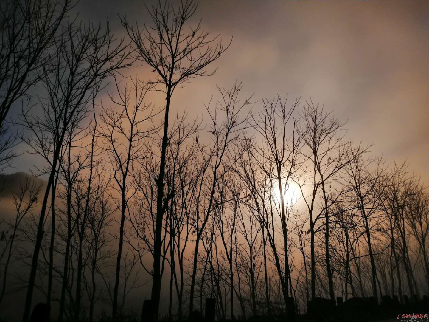 镜头｜千姿百色　今宵夜寒