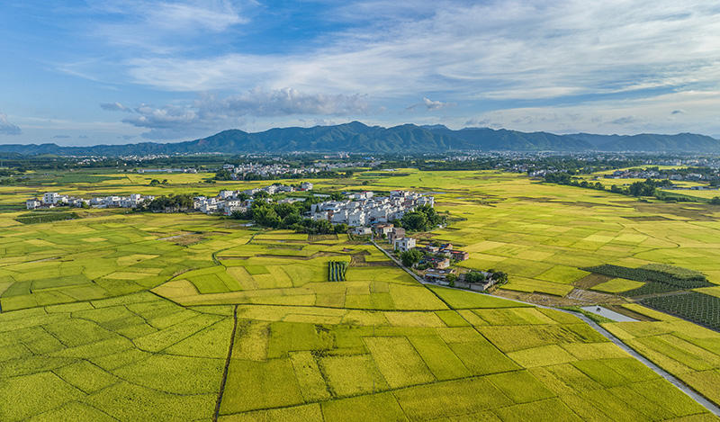 镜头｜小暑到 盛夏始