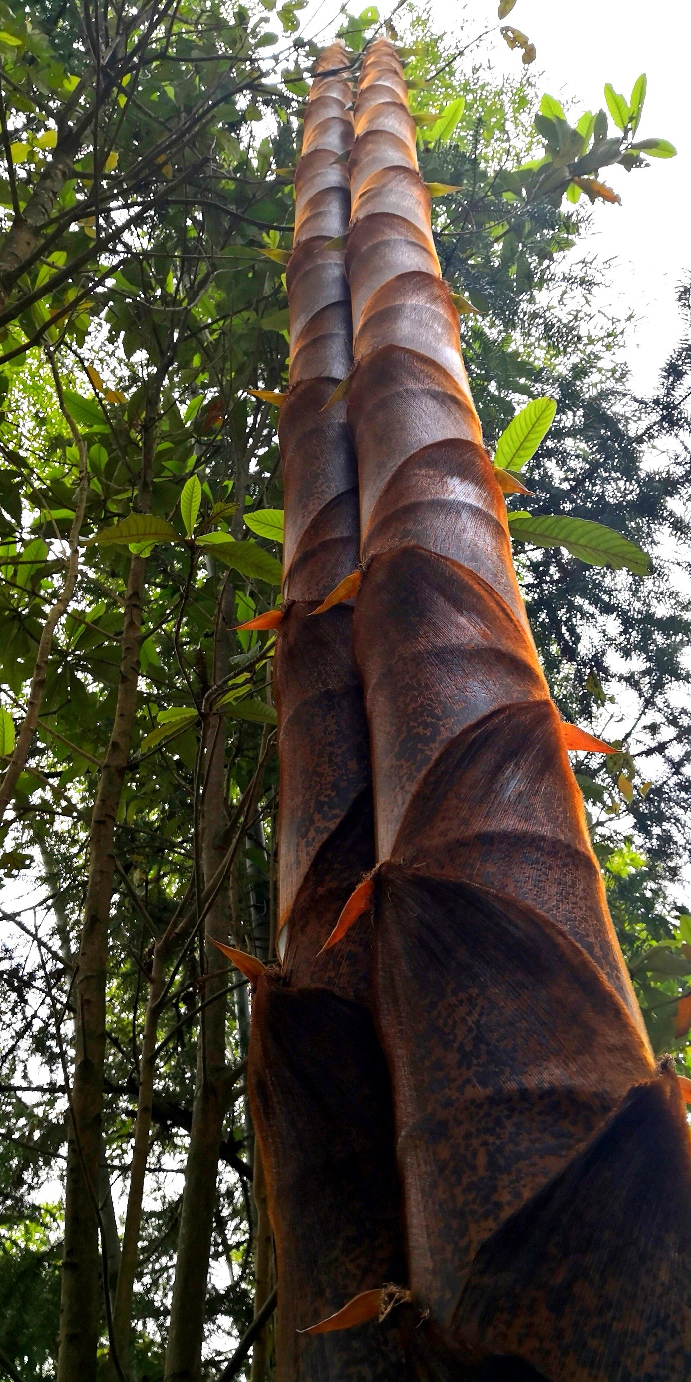纪检人镜头竹图及杂咏三则