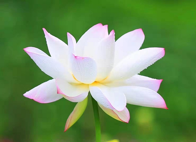 ʫ衿