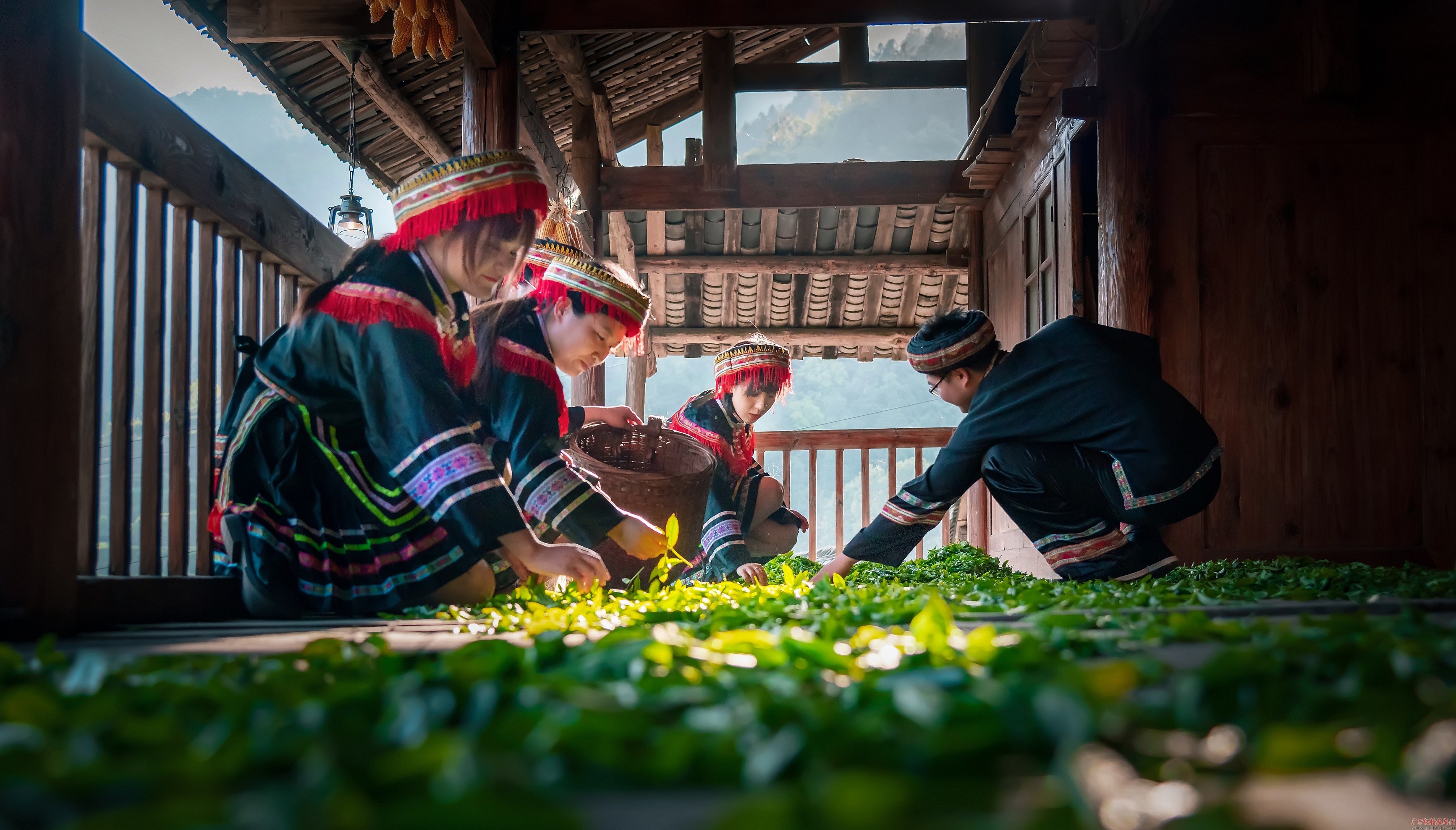镜头古瑶村迎来茶香四溢的春天