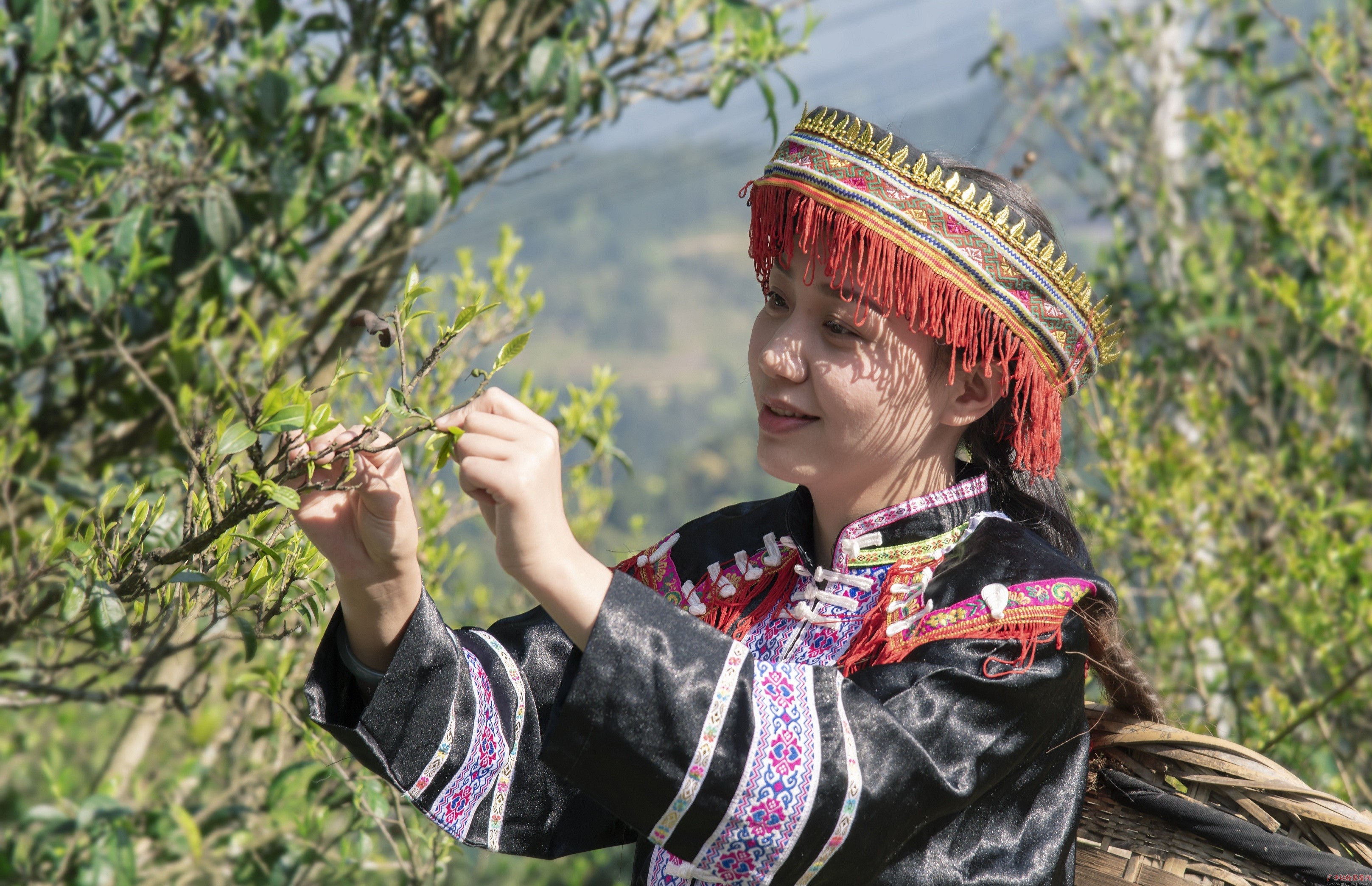 采茶姑娘,准备去采茶叶嫩茶已上枝头,又到了采茶季节坪水屯建于清代