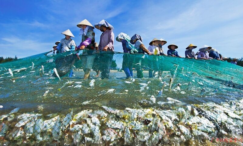 靠山吃山,靠海吃海,防城港金滩的渔民正在捕鱼,这一网鱼肥量多,喜获