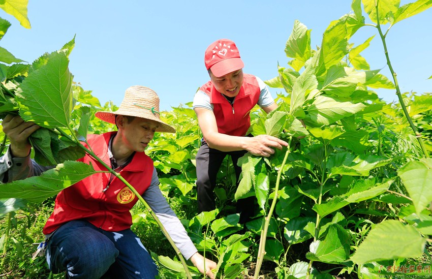 柳城开展青年扶贫号志愿服务活动