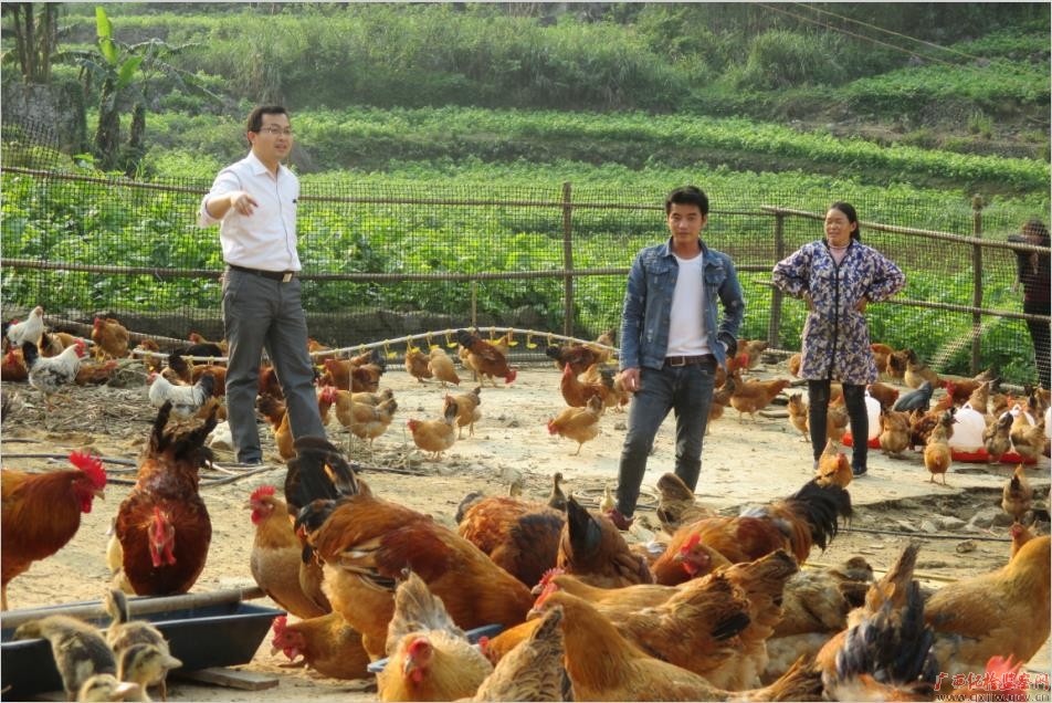 韦凯铭(左一)与兰海波(中间)在养鸡场里讨论土鸡的销路问题