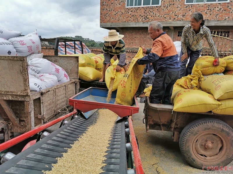 图片·故事|把最好的粮交给国家