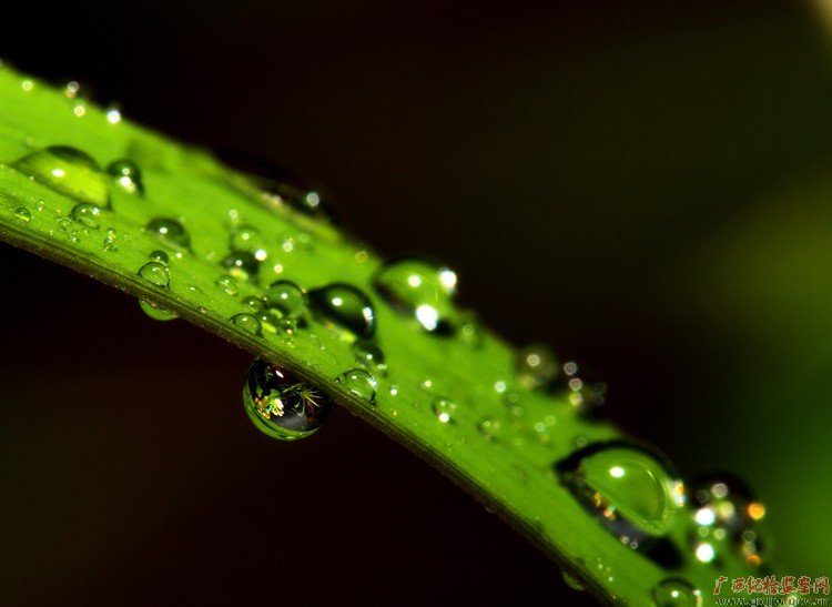 清晨的露珠在草叶上晶莹地闪亮,那么剔透,那样灵动.