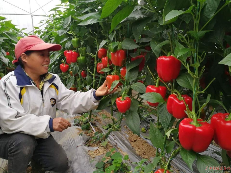 图片·故事|小彩椒铺就脱贫致富路-广西纪检监察网