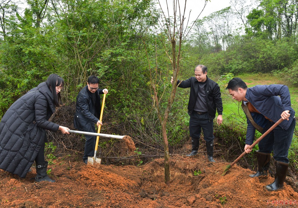镜头|三月共植树 来年皆绿荫
