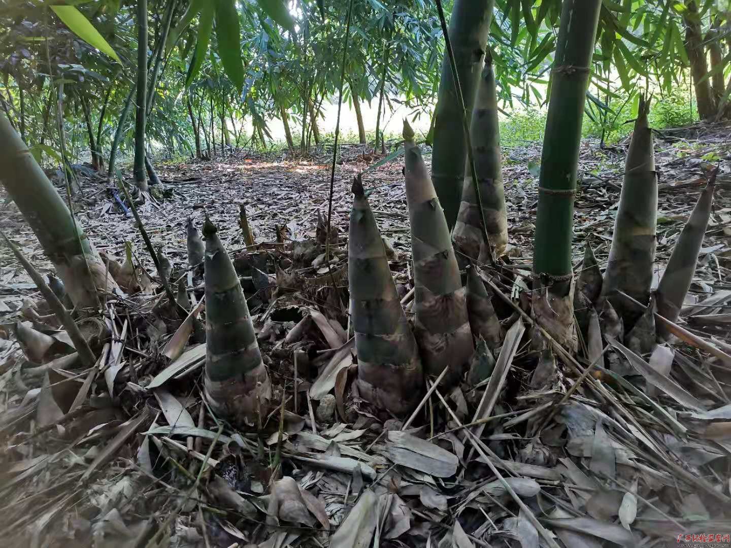 图片·故事|尖尖小竹笋成为增收致富的"幸福密码"-广西纪检监察网