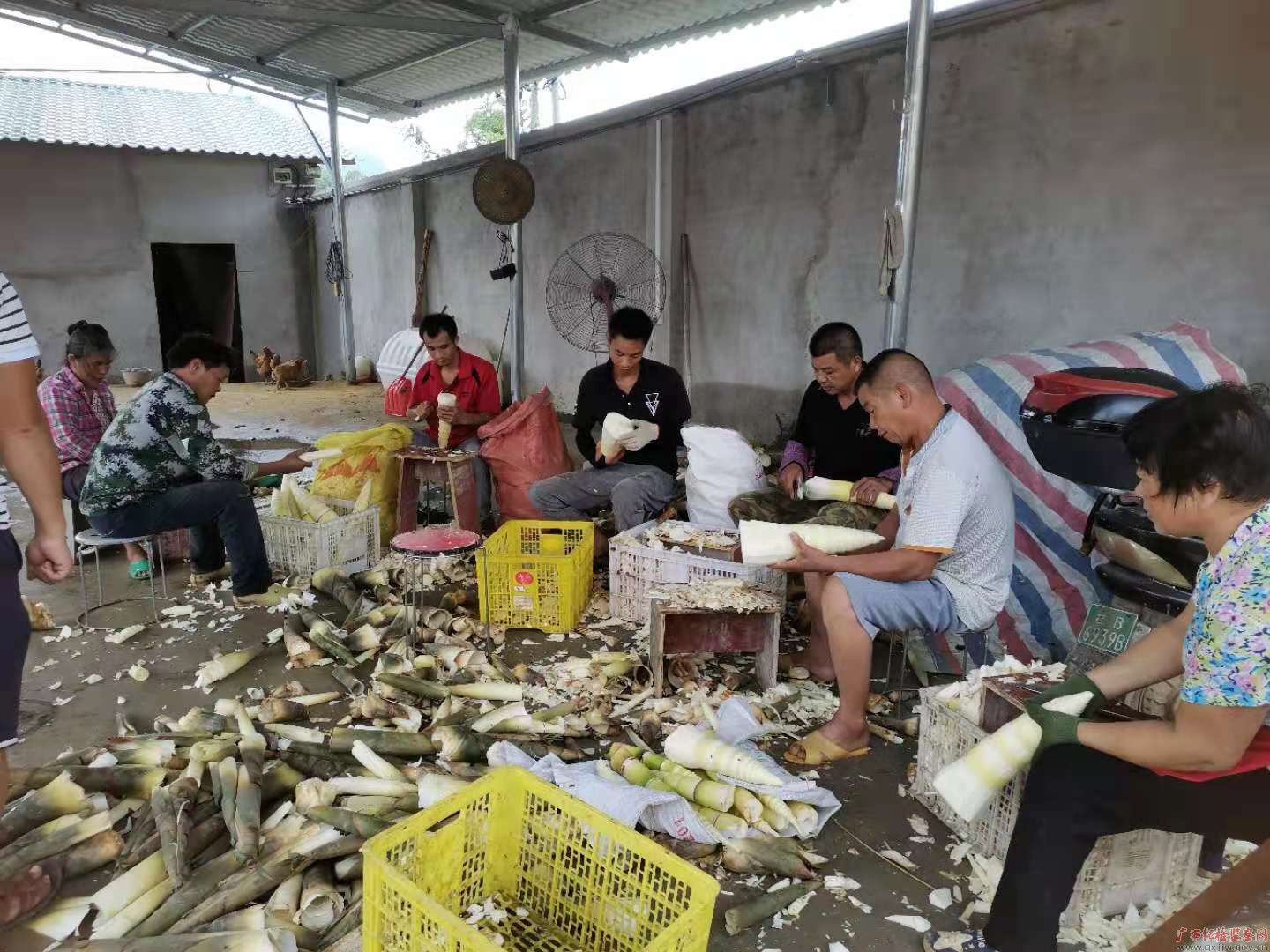 图片·故事|尖尖小竹笋成为增收致富的“幸福密码”