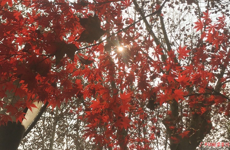 镜头|露为霜 秋色尽