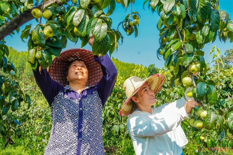 镜头丨秋高寒露至 旭日犹融融