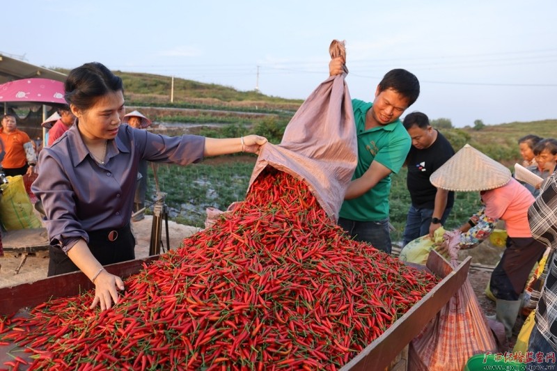 ��ͷ�������� �콥��