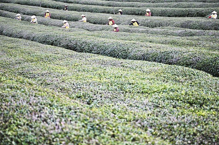 信笺中国丨让中华农业文化遗产“活”起来