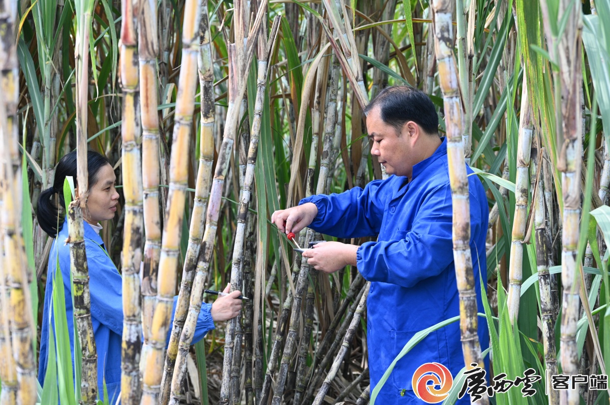 ����һ���������֡� ������ҡ��ǹ��ӡ������ǳ�����ũҵ��ѧ�о���������ũ��ǰ