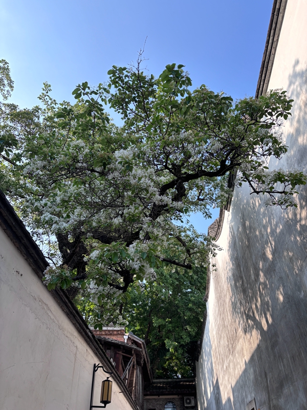 ��ͷح��������